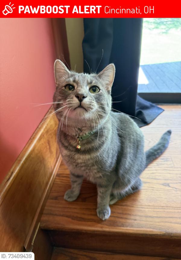 Lost Male Cat last seen Putzs Creamy Whip, Cincinnati, OH 45223
