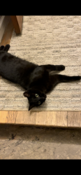 Lost Male Cat last seen Beech Daly and Schoolcraft, Redford Township, MI 48239