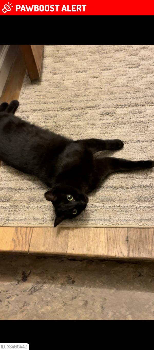 Lost Male Cat last seen Beech Daly and Schoolcraft, Redford Township, MI 48239
