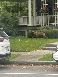 Found/Stray Unknown Dog last seen Ran from Park Avenue down Hawthorne St, Rochester, NY 14610