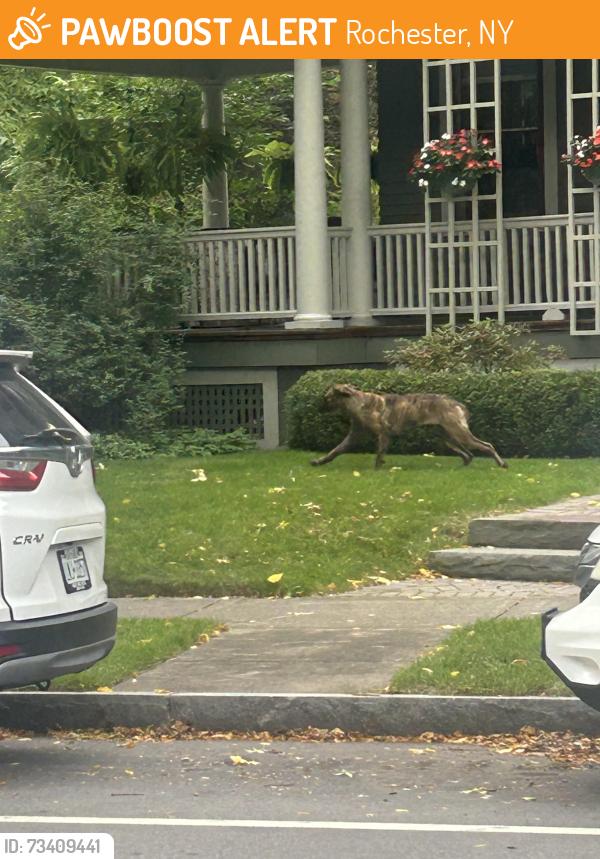 Found/Stray Unknown Dog last seen Ran from Park Avenue down Hawthorne St, Rochester, NY 14610