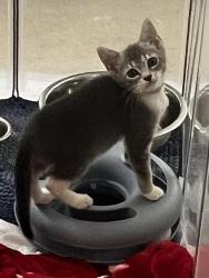 Shelter Stray Female Cat last seen CHARLOTTE, 8315 Byrum Dr, Charlotte, NC 28217, USA