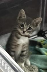 Shelter Stray Male Cat last seen CHARLOTTE, 8315 Byrum Dr, Charlotte, NC 28217, USA
