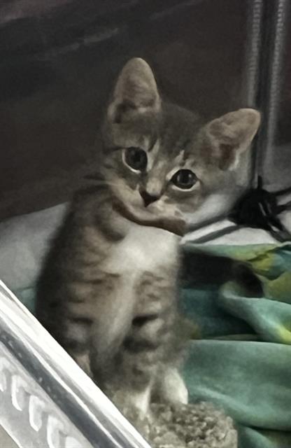 Shelter Stray Male Cat last seen CHARLOTTE, 8315 Byrum Dr, Charlotte, NC 28217, USA
