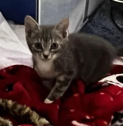 Shelter Stray Female Cat last seen CHARLOTTE, 8315 Byrum Dr, Charlotte, NC 28217, USA