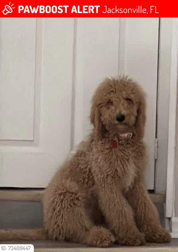 Lost Female Dog last seen Lonnie c park, Jacksonville, FL 32219