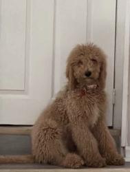 Lost Female Dog last seen Lonnie c park, Jacksonville, FL 32219