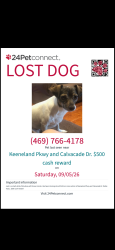 Lost Male Dog last seen Keeneland and cavalcade, Dallas, TX 75211