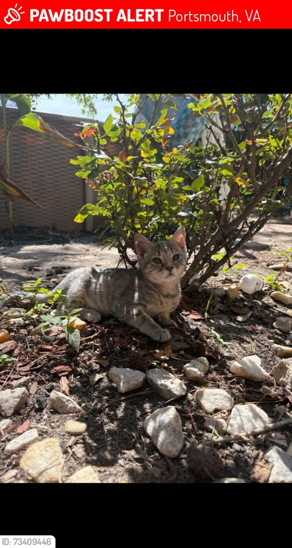 Lost Female Cat last seen Twin pines / sugar creek, Portsmouth, VA 23703