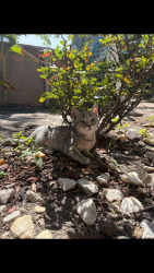 Lost Female Cat last seen Twin pines / sugar creek, Portsmouth, VA 23703