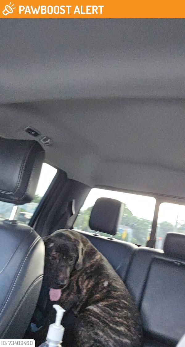 Found/Stray Unknown Dog last seen forest hill and dixie, West Palm Beach, FL 33405