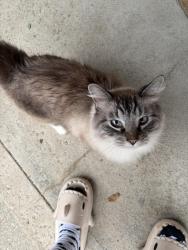 Found/Stray Unknown Cat last seen Nw 60th & NW Bell rd, Parkville, MO 64152