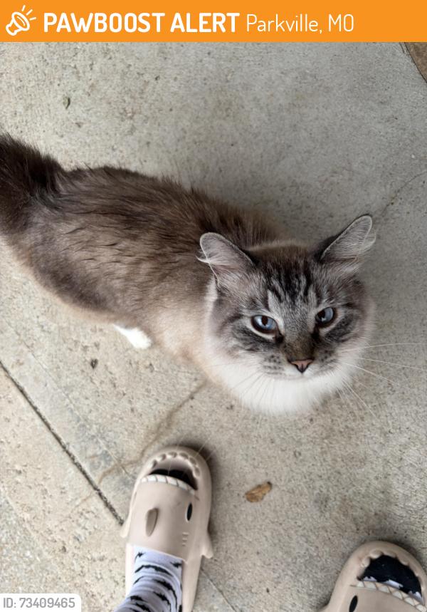 Found/Stray Unknown Cat last seen Nw 60th & NW Bell rd, Parkville, MO 64152