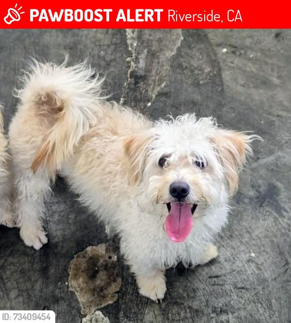 Lost Male Dog last seen Cipreses, Riverside, CA 92505
