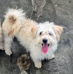 Lost Male Dog last seen Cipreses, Riverside, CA 92505