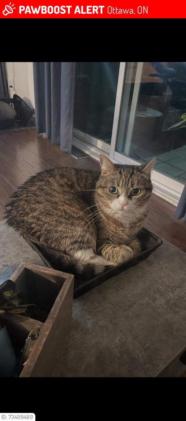 Lost Female Cat last seen Pickford, Ottawa, ON 