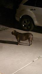 Found/Stray Unknown Dog last seen Frost and legend, Sandia Park, NM 87047