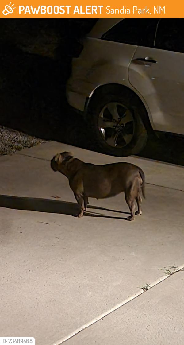 Found/Stray Unknown Dog last seen Frost and legend, Sandia Park, NM 87047