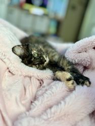 Reunited Female Cat last seen Sandy Springs Park, Maryville, TN 37803