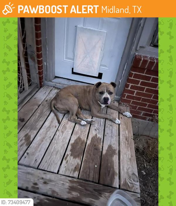 Found/Stray Male Dog last seen Near w michigan ave midland texas 79701, Midland, TX 79701