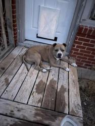 Found/Stray Male Dog last seen Near w michigan ave midland texas 79701, Midland, TX 79701