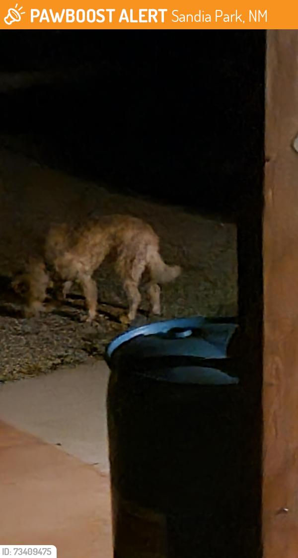 Found/Stray Unknown Dog last seen Frost and legends, Sandia Park, NM 87047