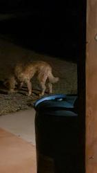 Found/Stray Unknown Dog last seen Frost and legends, Sandia Park, NM 87047