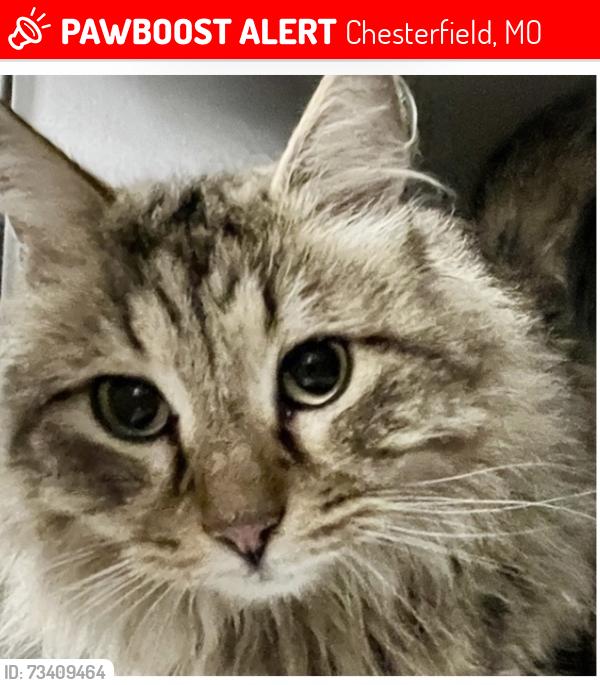 Lost Male Cat last seen Near Country Ridge Drive, Chesterfield, MO 63017, Chesterfield, MO 63017
