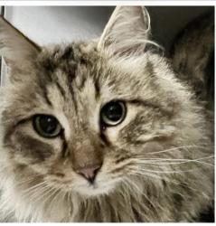 Lost Male Cat last seen Near Country Ridge Drive, Chesterfield, MO 63017, Chesterfield, MO 63017