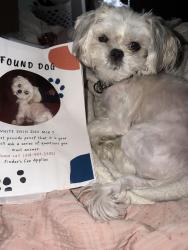 Reunited Female Dog last seen IMOs near a Jefferson Ave, St. Louis, MO 63118