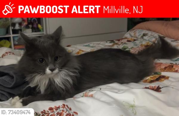 Lost Female Cat last seen Elmer road, Millville, NJ 08332