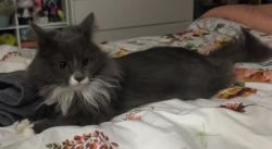 Lost Female Cat last seen Elmer road, Millville, NJ 08332