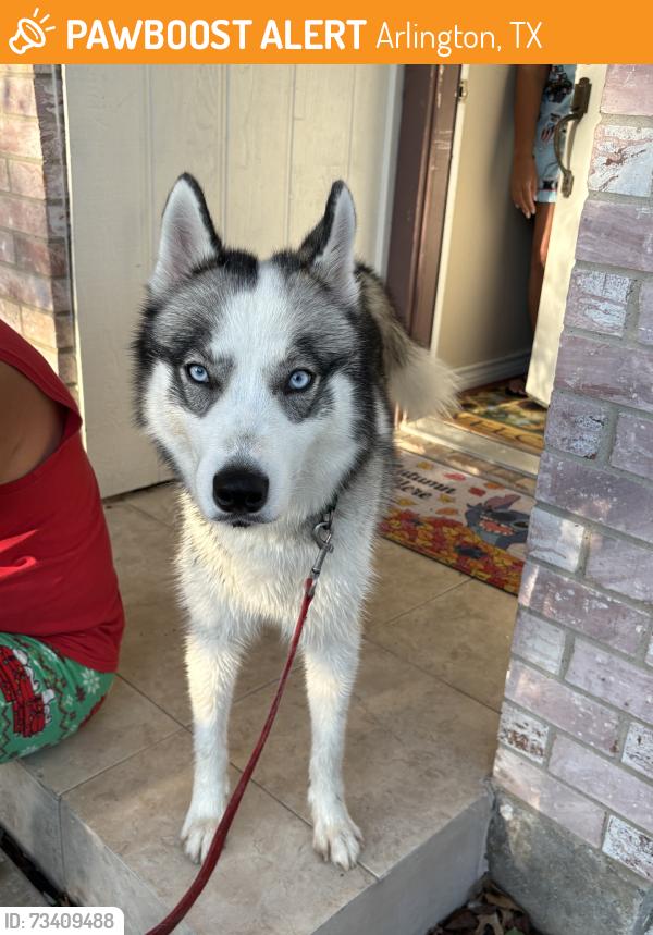 Found/Stray Female Dog last seen edendale dr, Arlington, TX 76018