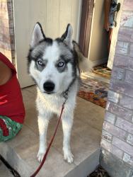 Found/Stray Female Dog last seen edendale dr, Arlington, TX 76018