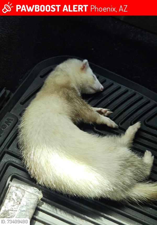 Lost Male Ferret last seen 19th ave and Thunderbird, Phoenix, AZ 85023