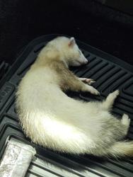 Lost Male Ferret last seen 19th ave and Thunderbird, Phoenix, AZ 85023