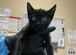 Shelter Stray Male Cat last seen Near W San Marcos Boulevard, San Marcos, CA, 92069, Oceanside, CA 92058, USA