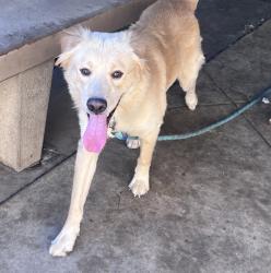 Shelter Stray Male Dog last seen Palm, San Diego, CA, 92154, 5500 Gaines St, San Diego, CA 92110, USA