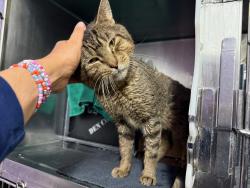 Shelter Stray Male Cat last seen E 233rd Street, BRONX, NY, 10466, 326 E 110th St, New York, NY 10029, USA