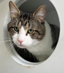 Shelter Stray Male Cat last seen Near Garth Court, STATEN ISLAND, NY, 10306, 3139 Veterans Rd W, Staten Island, NY 10309, USA