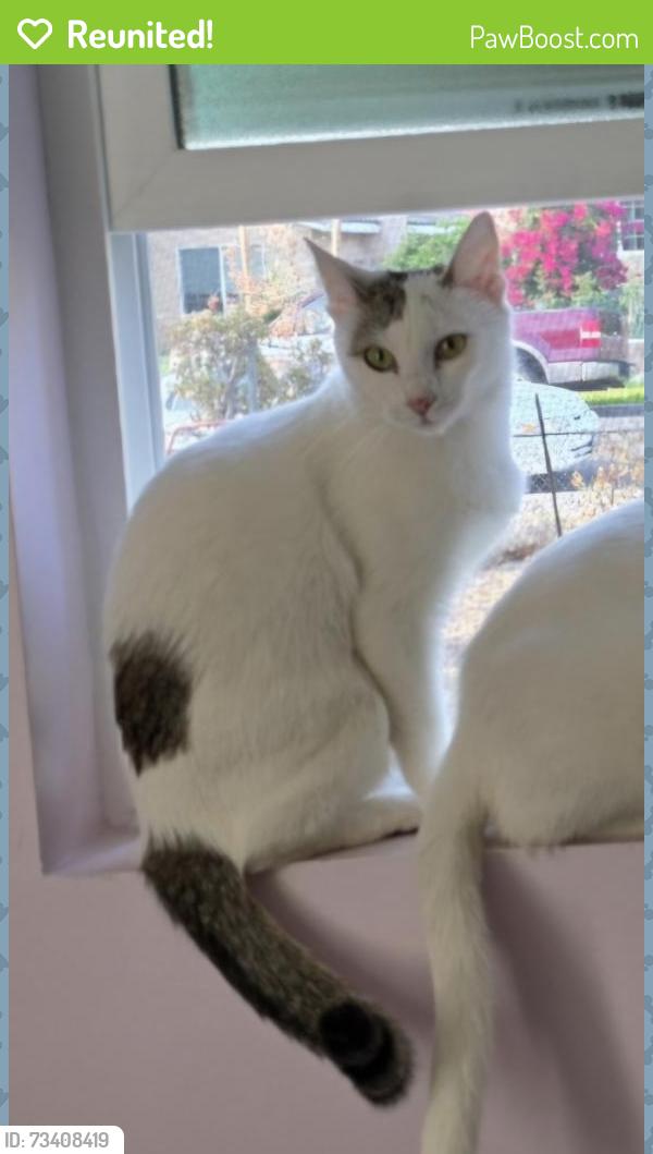 Reunited Female Cat last seen Ottawa and enterprise when into apmts complex, Riverside, CA 92507