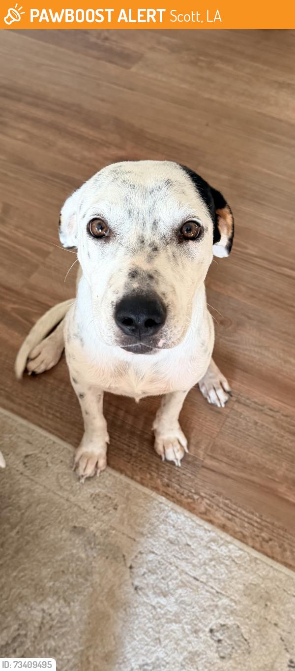 Found/Stray Male Dog last seen On LA93 between Cankton and scott, Scott, LA 70583