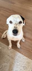 Found/Stray Male Dog last seen On LA93 between Cankton and scott, Scott, LA 70583