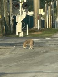 Found/Stray Unknown Dog last seen train tracks at the paper mill / chemical plant, Panama City, FL 32401