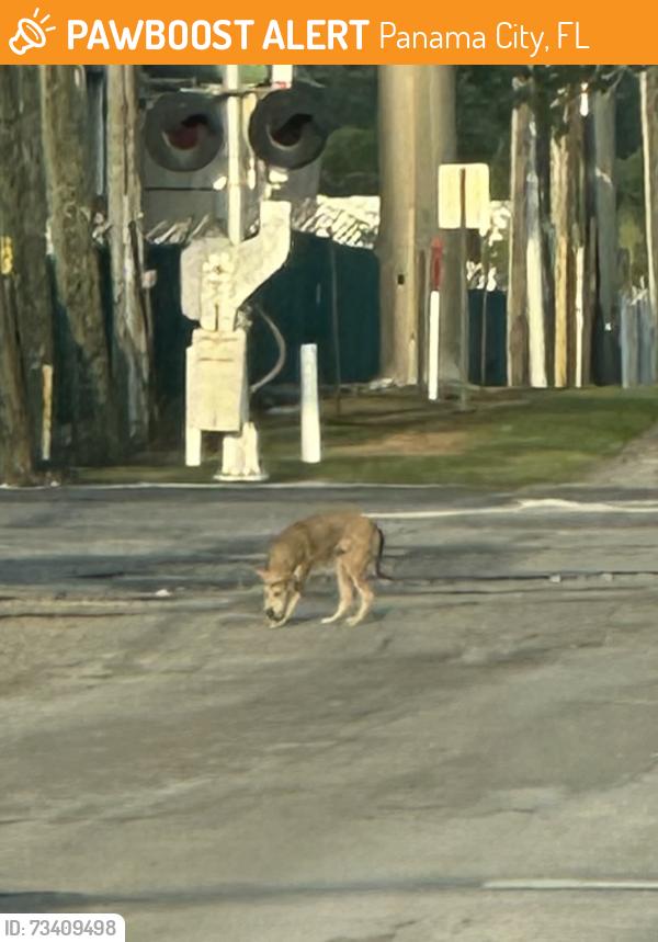 Found/Stray Unknown Dog last seen train tracks at the paper mill / chemical plant, Panama City, FL 32401