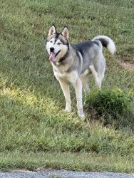 Found/Stray Male Dog last seen Melton Rd and Melton Rd Ext, Buncombe County, NC 28715