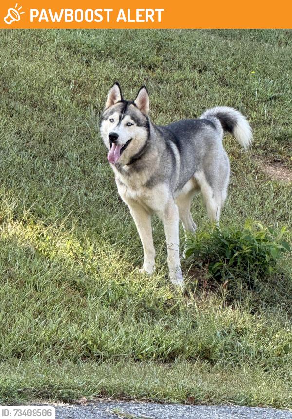 Found/Stray Male Dog last seen Melton Rd and Melton Rd Ext, Buncombe County, NC 28715