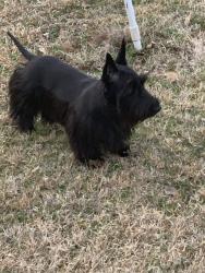 Lost Female Dog last seen Hadley/Louisiana St., Houston, TX 77002