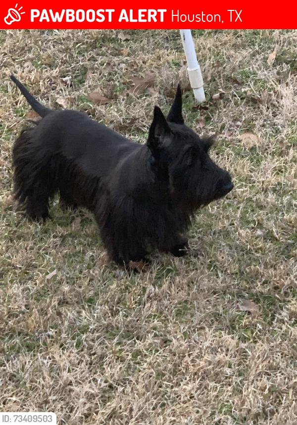 Lost Female Dog last seen Hadley/Louisiana St., Houston, TX 77002