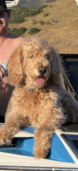 Lost Male Dog last seen Great Salt Lake Desert, Tooele, UT 84074